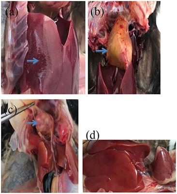 The effect of oregano essential oil on the prevention and treatment of Salmonella pullorum and Salmonella gallinarum infections in commercial Yellow-chicken breeders